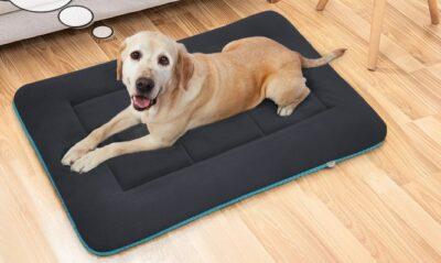 מיטה גדולה לכלב דגם חדש