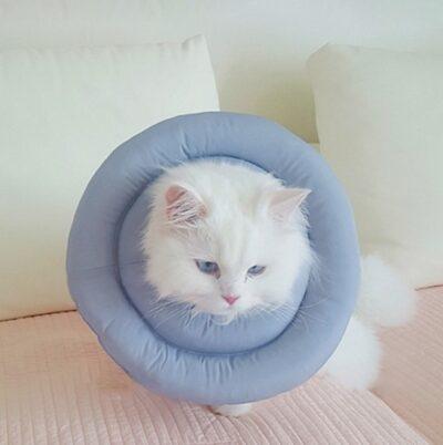 קולר אליזבת לחתול | Elizabeth circle cat collar